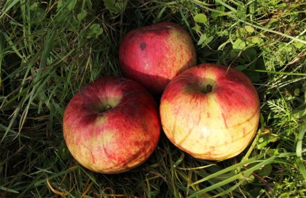 Непревзойденные сорта яблок для средней полосы