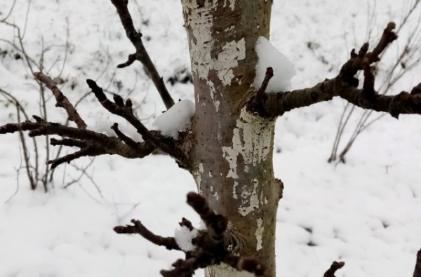 Вся правда о колоновидных деревьях — откуда появились и какие есть