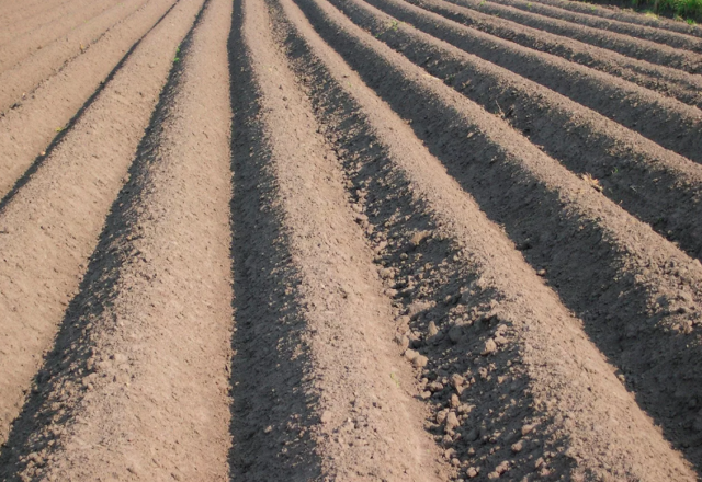 Картофель для песчаной почвы: сорта, какой лучше