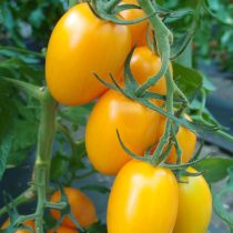 Здоровая и крепкая рассада томатов — это просто