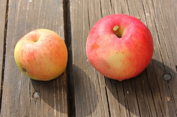 Непревзойденные сорта яблок для средней полосы