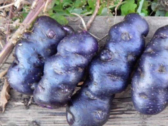 Фиолетовый картофель: описание, сорта, характеристика, фото, вкусовые качества, отзывы