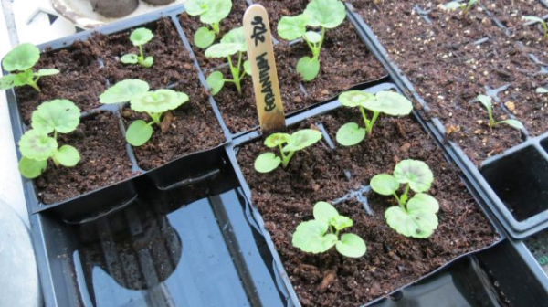 Как правильно удобрять рассаду — советы на каждую неделю жизни растений