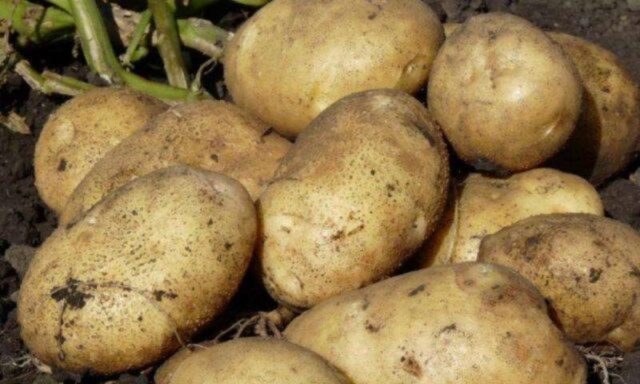 Сорта и виды кормового картофеля