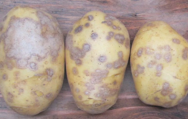 Картофельный рак: фото, как выглядит, чем опасен для человека