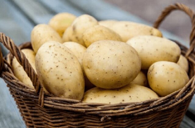 Как получить семена картофеля в домашних условиях из бульбочек (ягод)