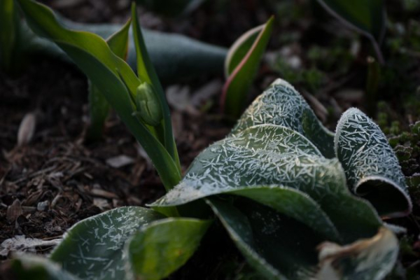 Весенние заморозки — эффективные способы защиты растений от холода