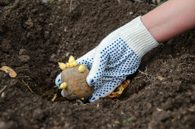 Можно ли и как посадить картофель под зиму