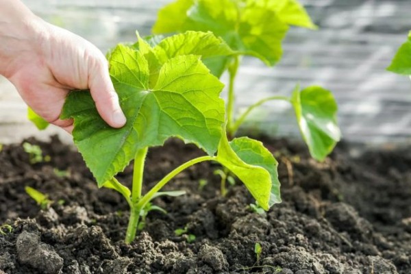 Съедобная ботва — полезная зелень от обычных овощей