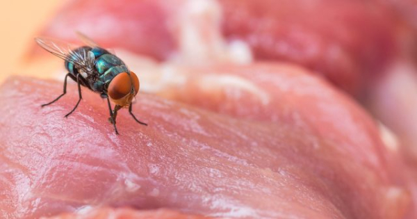 В чем опасность обычной мухи и как с ней эффективно бороться