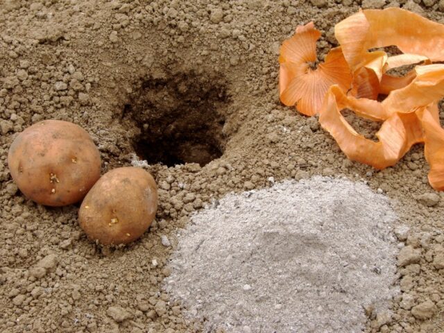 Можно ли и как посадить картофель под зиму