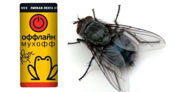 В чем опасность обычной мухи и как с ней эффективно бороться