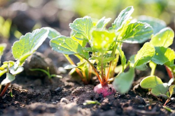 Съедобная ботва — полезная зелень от обычных овощей