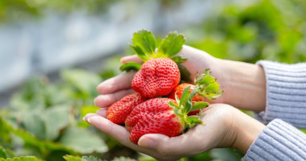Учимся обновлять кусты клубники — как избежать измельчения ягод