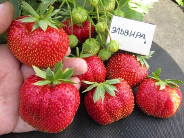 Гниль на ягодах клубники: что делать, чем лечить, во время плодоношения