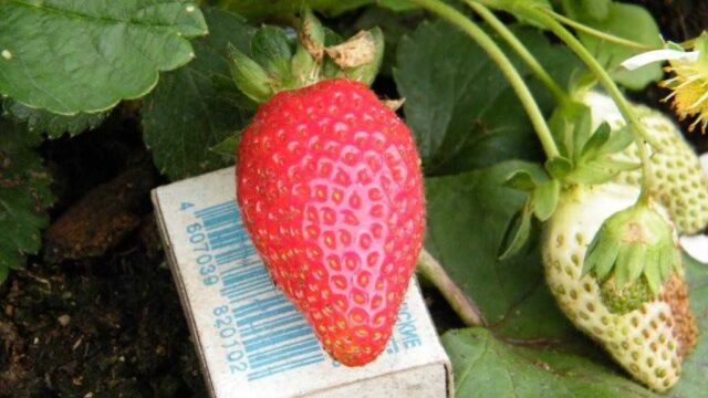 Гниль на ягодах клубники: что делать, чем лечить, во время плодоношения