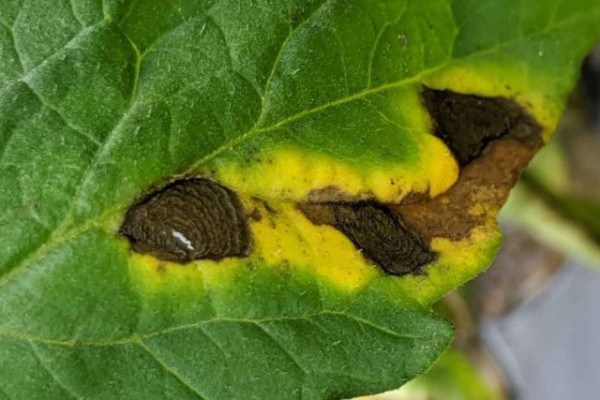 Альтернариоз — главная болезнь растений начала лета