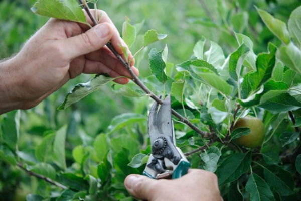 Обязательные операции на плодовых деревьях летом для лучшего урожая