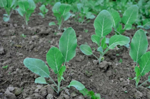 Лучший урожай цветной капусты — учимся выращивать правильно