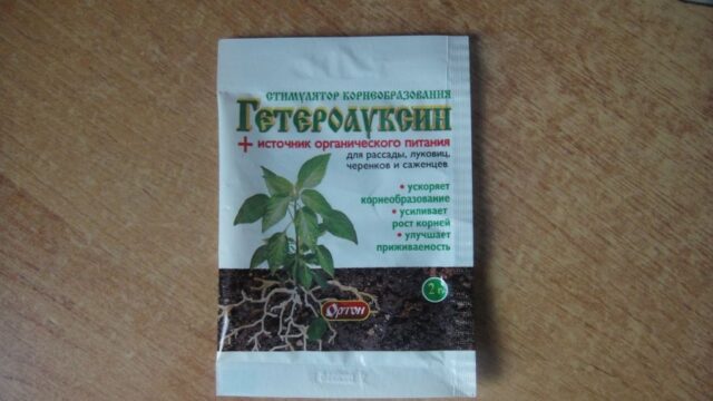 Размножение шиповника черенками в домашних условиях: весной, летом, осенью