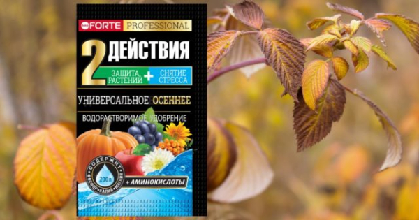 Простые правила ухода за малиной осенью — подготовка к будущему сезону