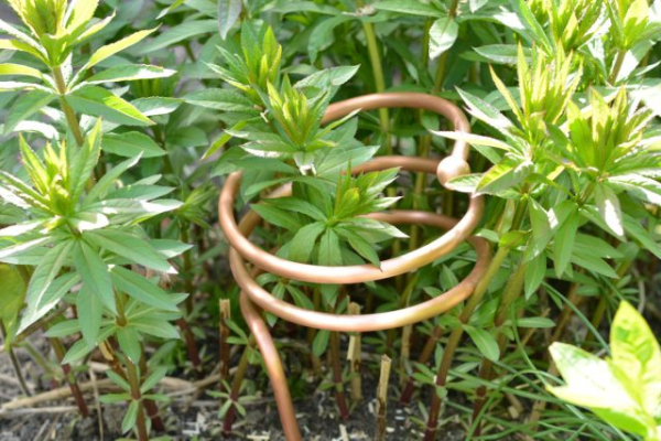 Зачем бить растения током, или Что такое электрокультура?