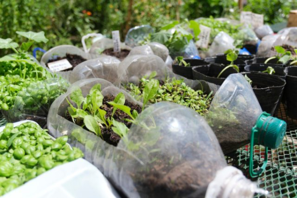 5 секретов советских садоводов, которые у меня сработали 5 секретов советских садоводов, которые у меня сработали