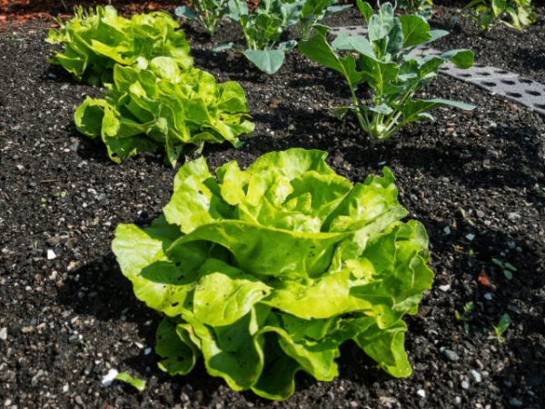 5 секретов советских садоводов, которые у меня сработали 5 секретов советских садоводов, которые у меня сработали