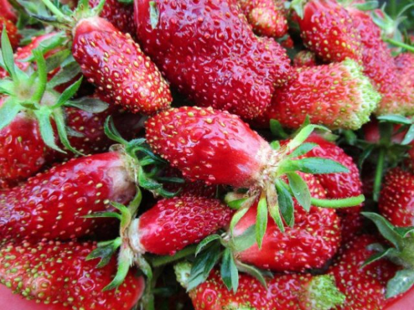 Земклуника — ягода, которая удивляет. Какие сорта вырастить?