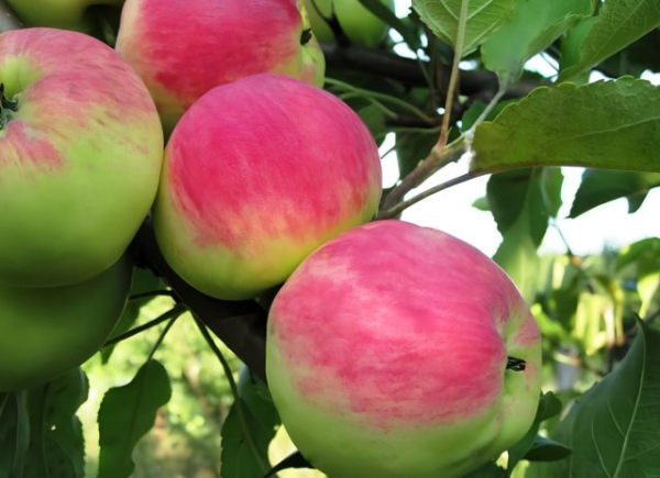 3 лучших сорта яблонь, которые заменят вам все остальные