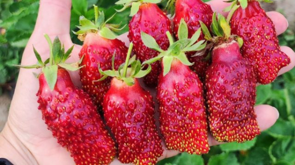 Земклуника — ягода, которая удивляет. Какие сорта вырастить?