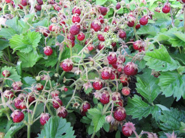 Земклуника — ягода, которая удивляет. Какие сорта вырастить?