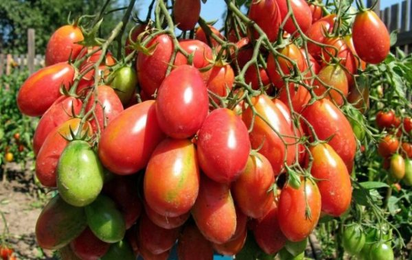 6 самых живучих и урожайных сортов томатов, которые я советую