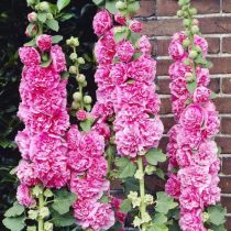 6 «бабушкиных» цветов, за которыми снова охотятся все цветоводы 6 «бабушкиных» цветов, за которыми снова охотятся все цветоводы