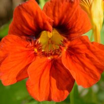 6 популярных однолетников, которые не стоят ваших сил и времени 6 популярных однолетников, которые не стоят ваших сил и времени