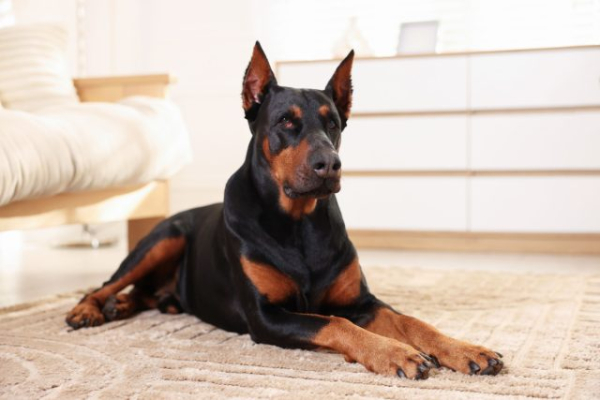 Узнайте вашу собаку по знаку зодиака — 99% совпадение Узнайте вашу собаку по знаку зодиака — 99% совпадение