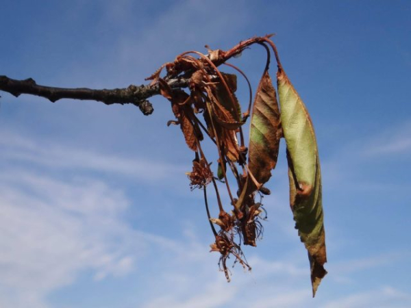 Как дача может испортить вам жизнь? И что с этим делать