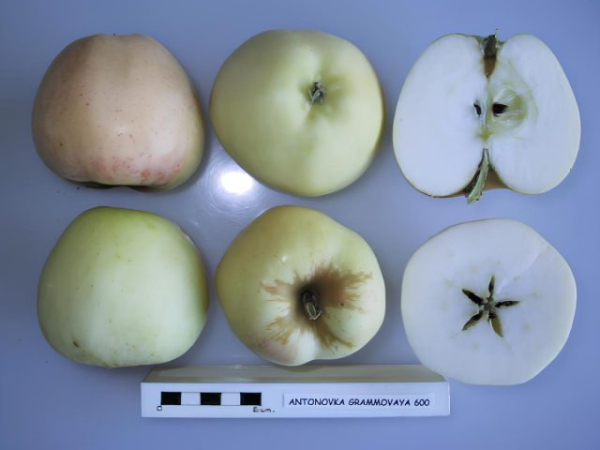 3 лучших сорта яблонь, которые заменят вам все остальные