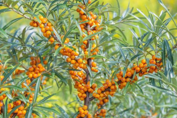 12 растений, которые вы не сможете вывести с участка