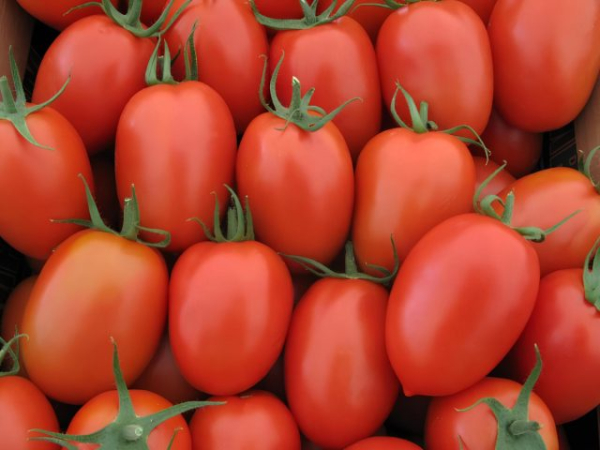 6 самых живучих и урожайных сортов томатов, которые я советую