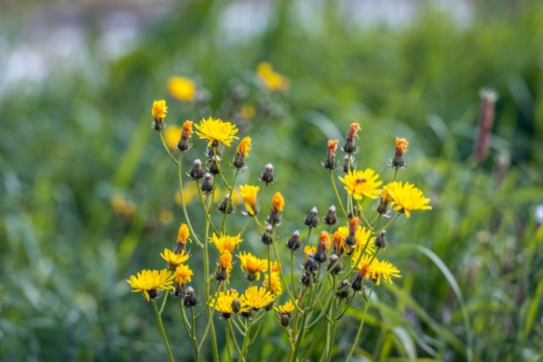 12 растений, которые вы не сможете вывести с участка