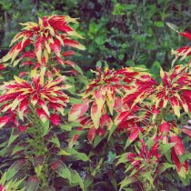 6 популярных однолетников, которые не стоят ваших сил и времени 6 популярных однолетников, которые не стоят ваших сил и времени