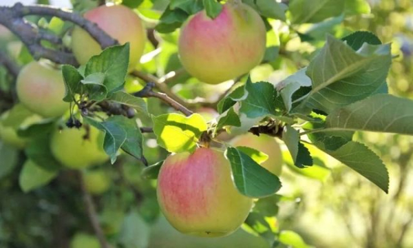 3 лучших сорта яблонь, которые заменят вам все остальные