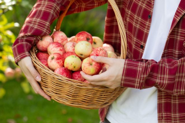 3 лучших сорта яблонь, которые заменят вам все остальные