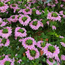 6 популярных однолетников, которые не стоят ваших сил и времени 6 популярных однолетников, которые не стоят ваших сил и времени