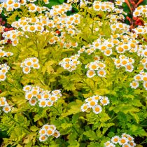 6 популярных однолетников, которые не стоят ваших сил и времени 6 популярных однолетников, которые не стоят ваших сил и времени