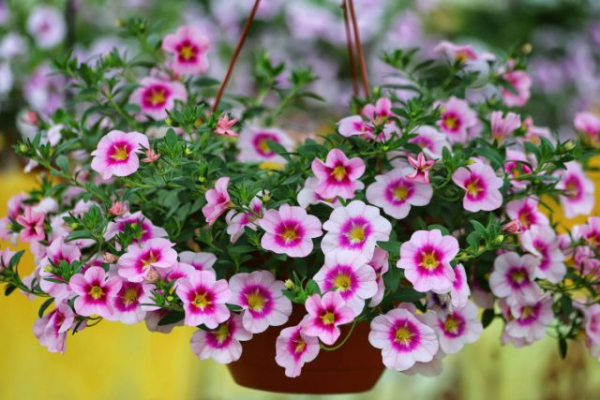 6 популярных однолетников, которые не стоят ваших сил и времени 6 популярных однолетников, которые не стоят ваших сил и времени