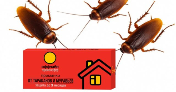 Белый таракан в квартире — кто это и как от него избавиться Белый таракан в квартире — кто это и как от него избавиться