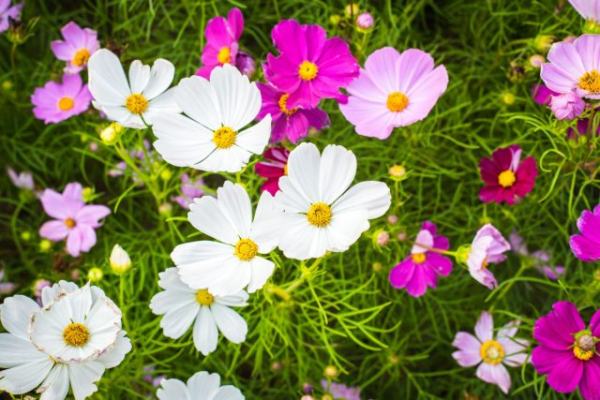 6 популярных однолетников, которые не стоят ваших сил и времени 6 популярных однолетников, которые не стоят ваших сил и времени