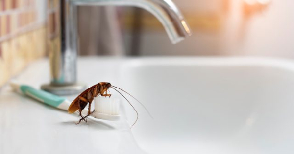 Белый таракан в квартире — кто это и как от него избавиться Белый таракан в квартире — кто это и как от него избавиться